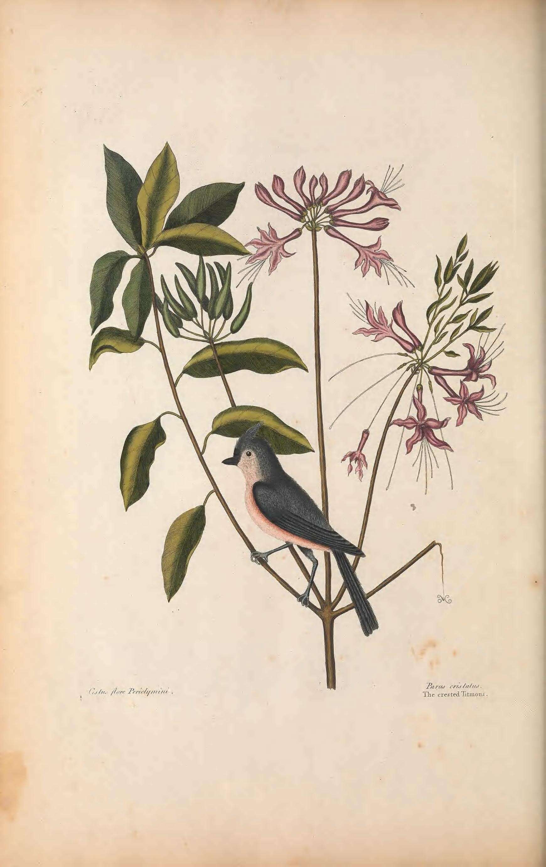 Слика од Baeolophus Cabanis 1851