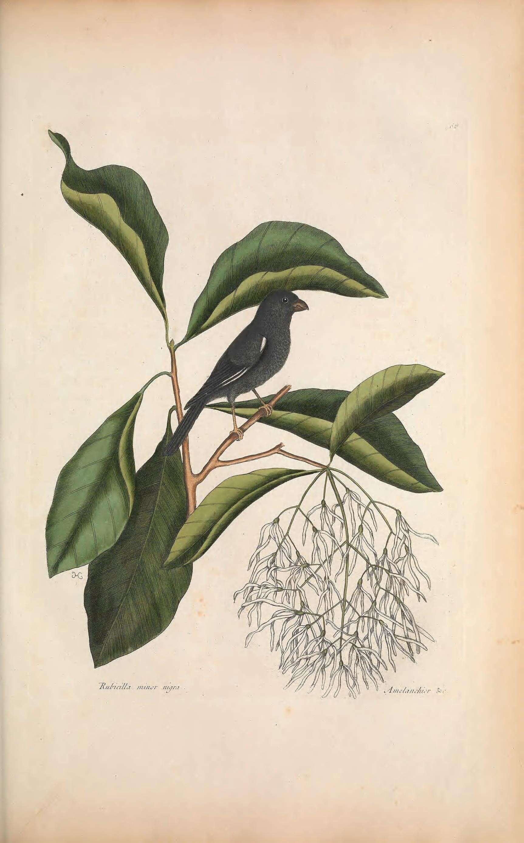 Image of Cuban Bullfinch