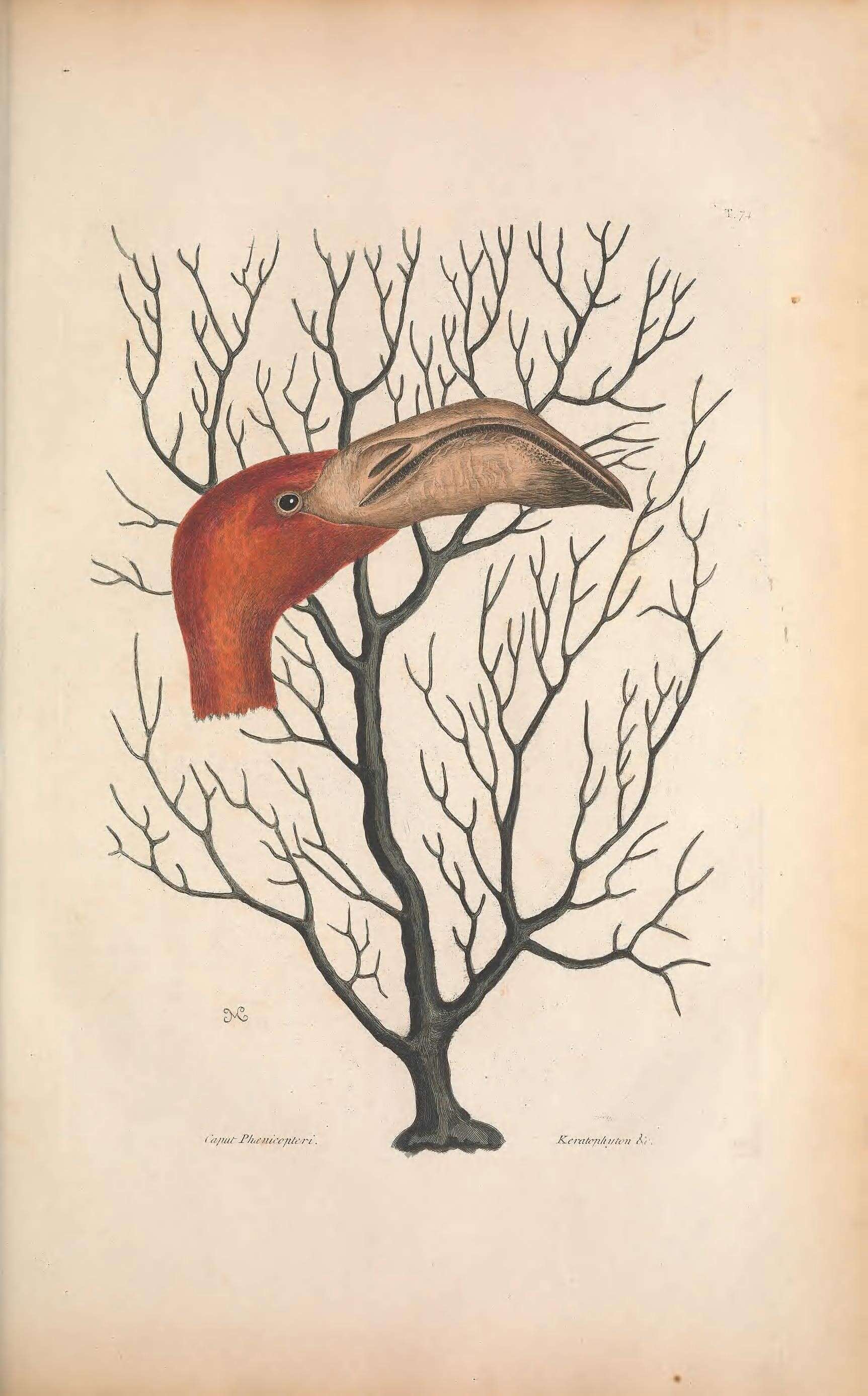 Imagem de Phoenicopterus ruber Linnaeus 1758