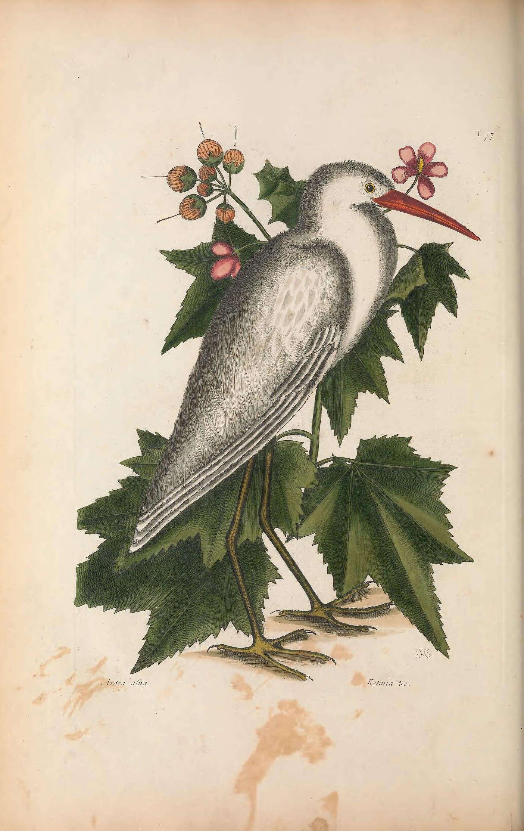 Слика од Egretta caerulea (Linnaeus 1758)