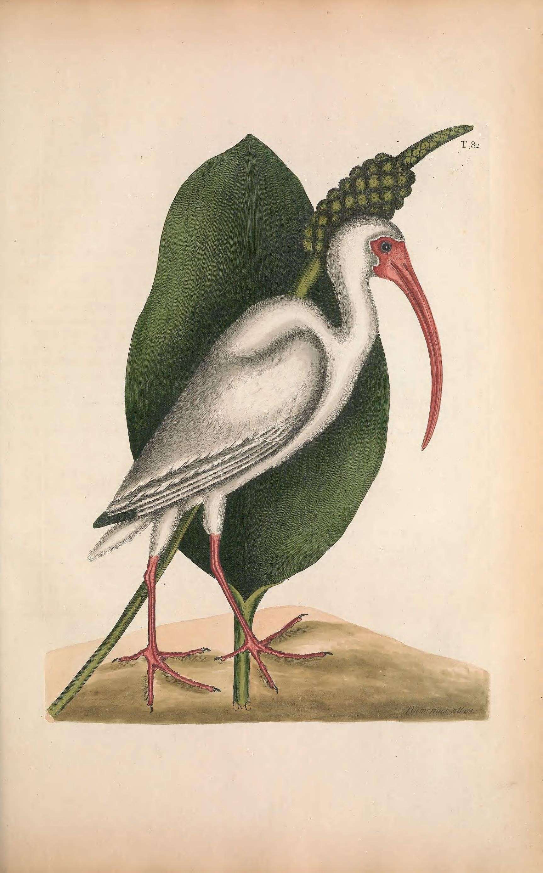 Imagem de Eudocimus Wagler 1832