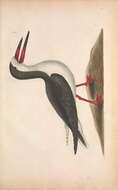 Image of Rynchops Linnaeus 1758