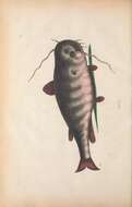 Слика од Ameiurus catus (Linnaeus 1758)