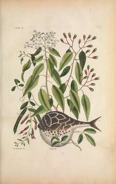 Imagem de Galactia rudolphioides (Griseb.) Benth. & Hook. fil.