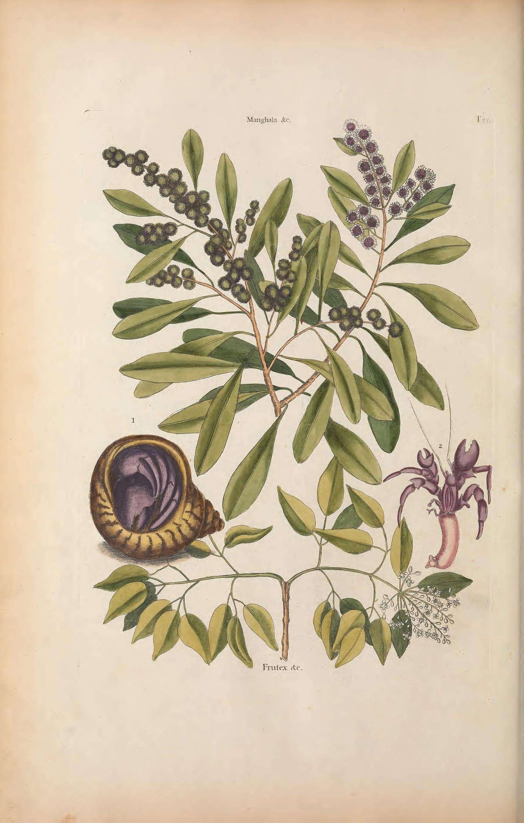 Amyris elemifera L. resmi