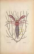 Image of Petrochirus Stimpson 1858