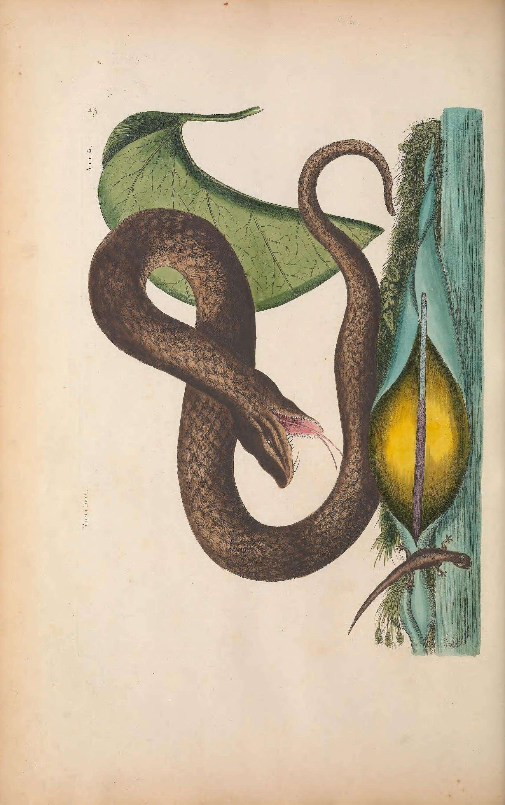 Imagem de Heterodon Latreille ex Sonnini & Latreille 1801