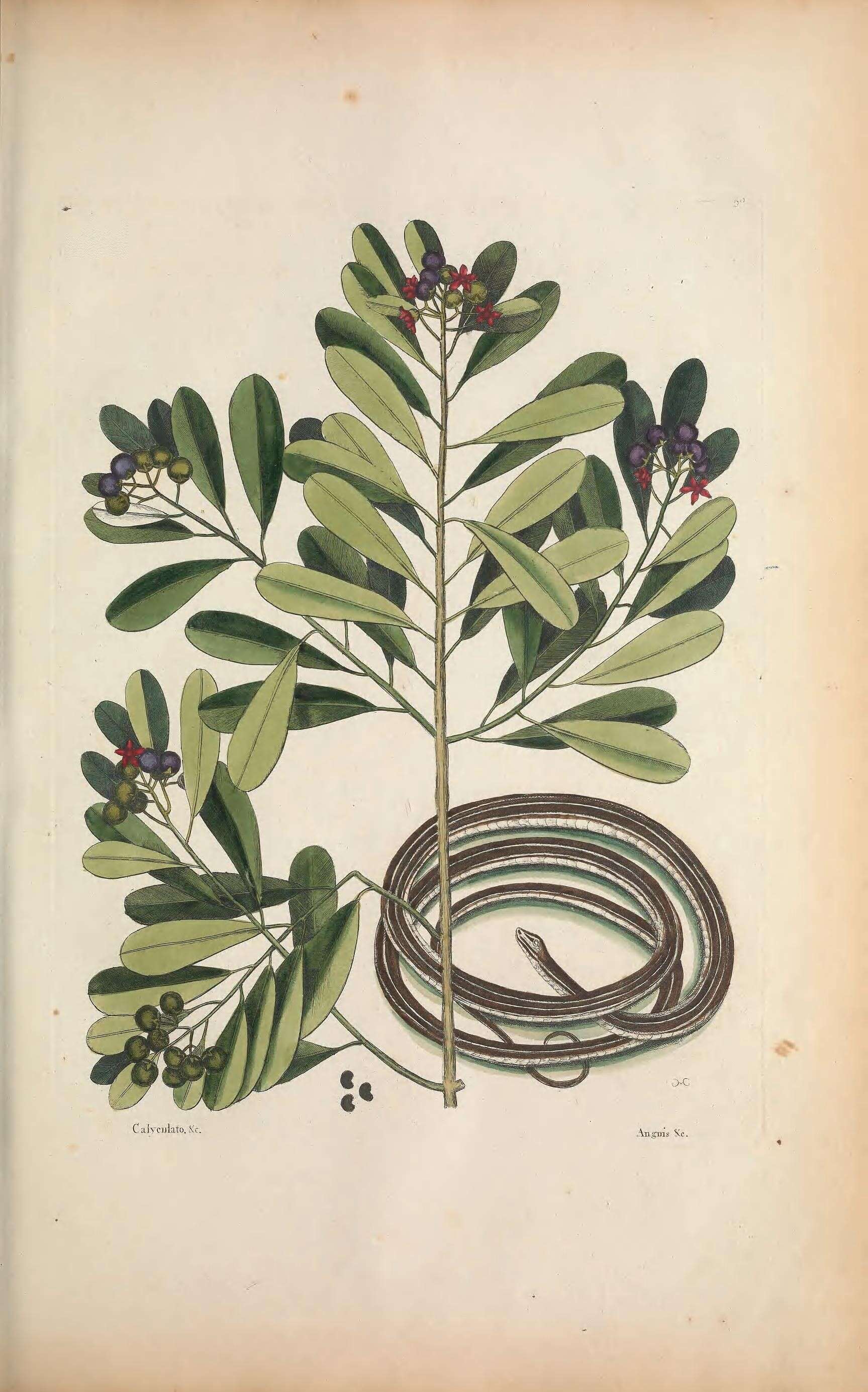 Imagem de Thamnophis saurita (Linnaeus 1766)