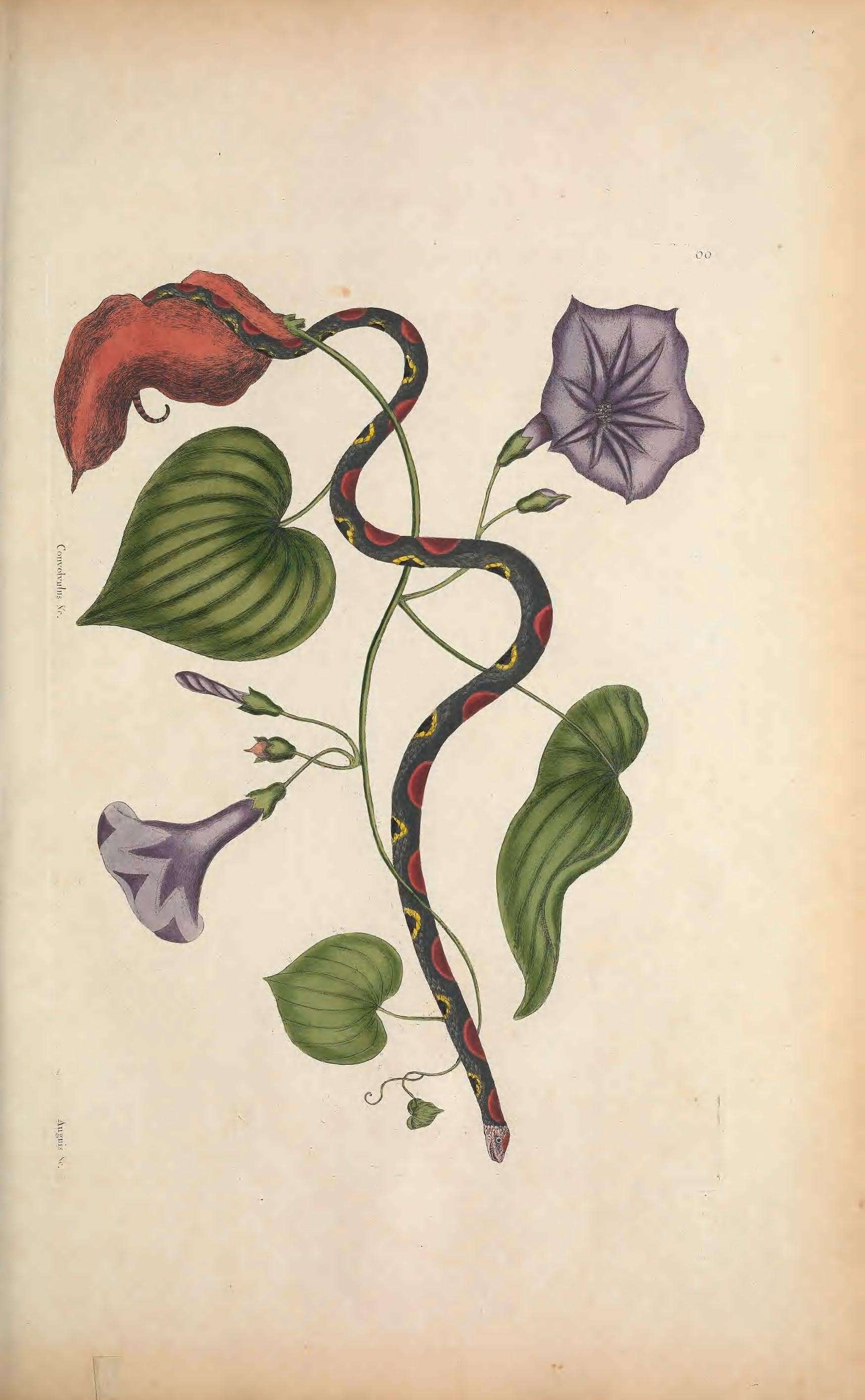 Image of Cemophora Cope 1860