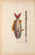 Image of Bream