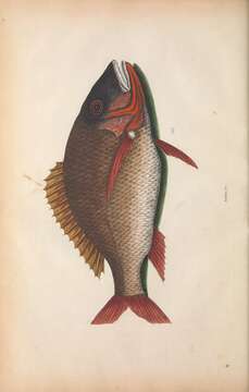 Image of Mutton Snapper