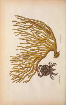 Image of spiny sea fan