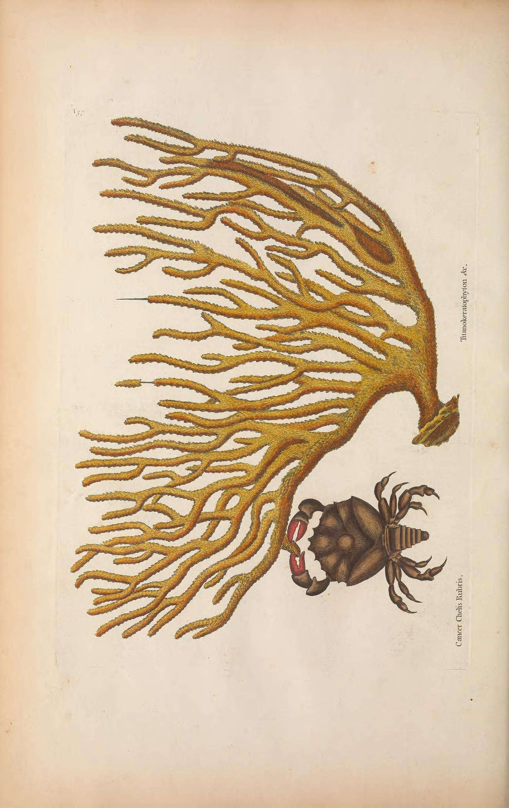 Image de Muricea muricata (Pallas 1766)