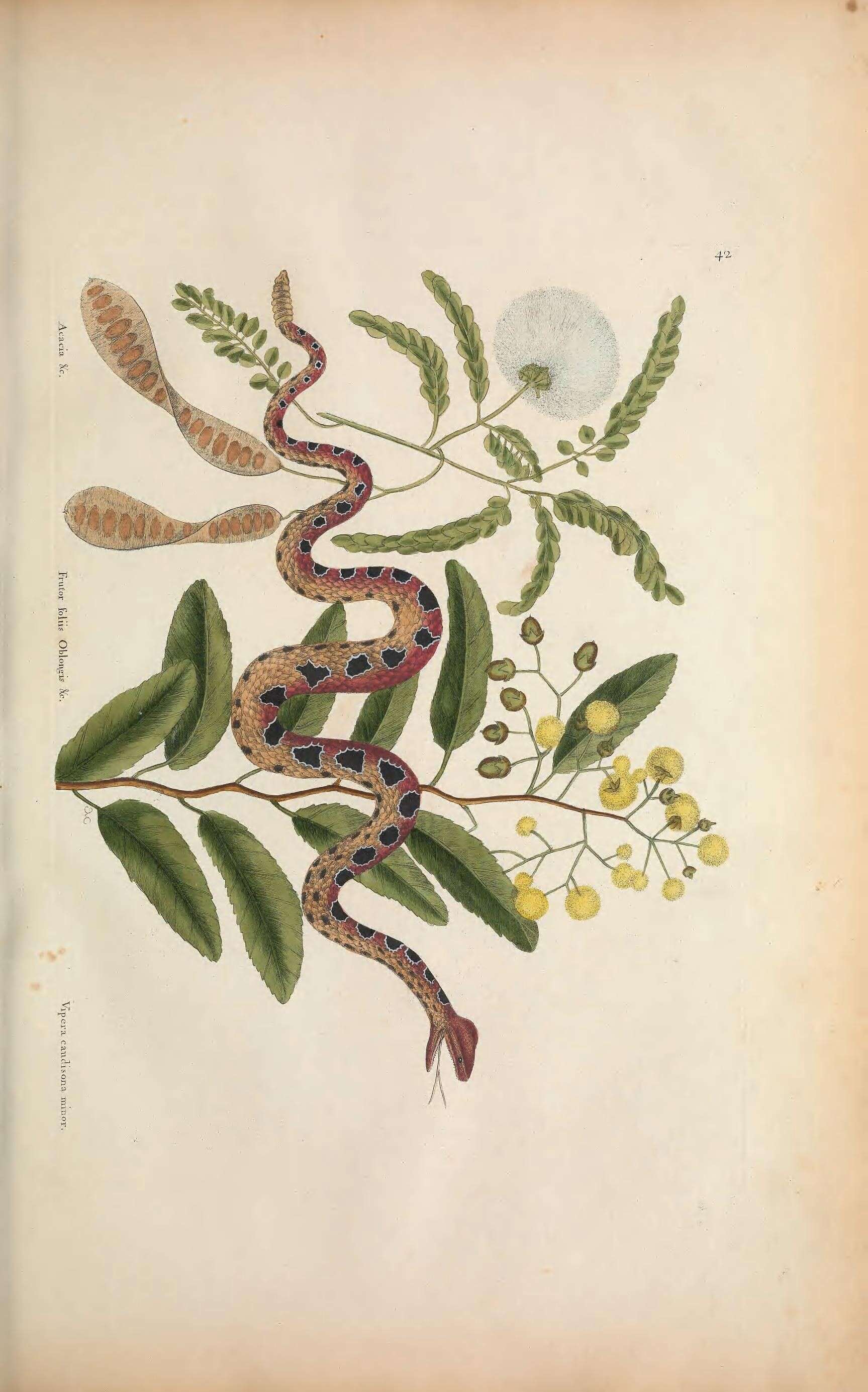Image de Sistrurus miliarius (Linnaeus 1766)