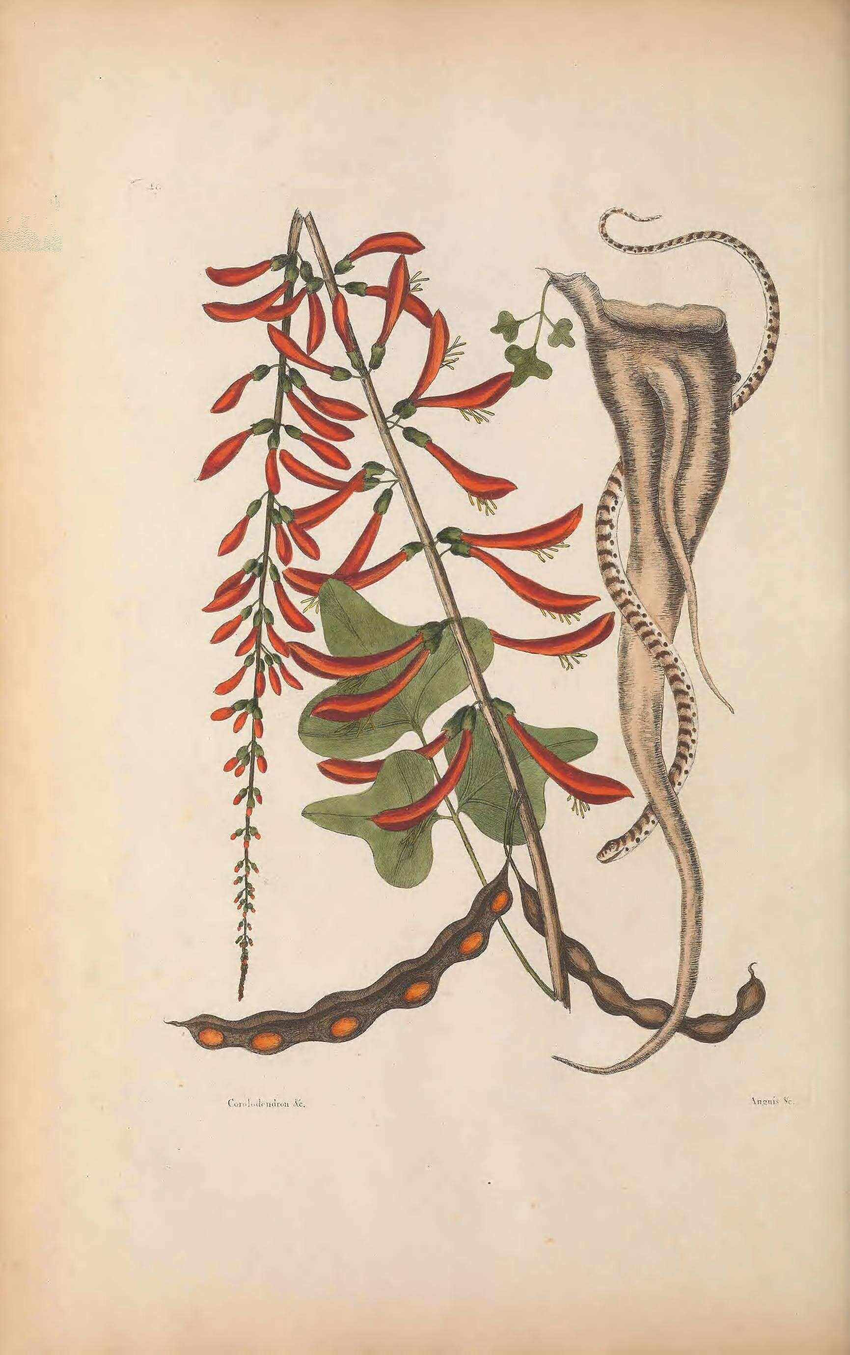 Storeria Baird & Girard 1853 resmi