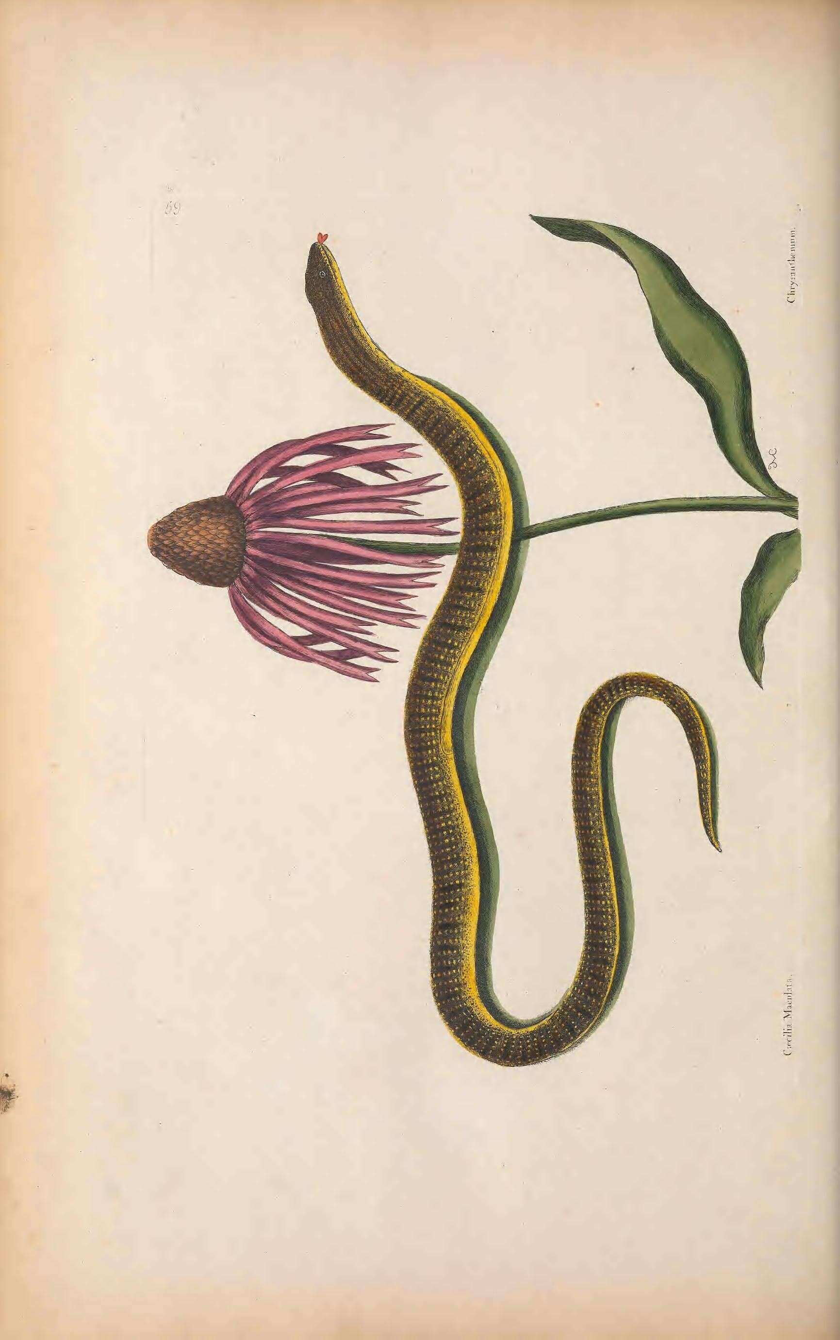 Image de Ophisaurus ventralis (Linnaeus 1766)