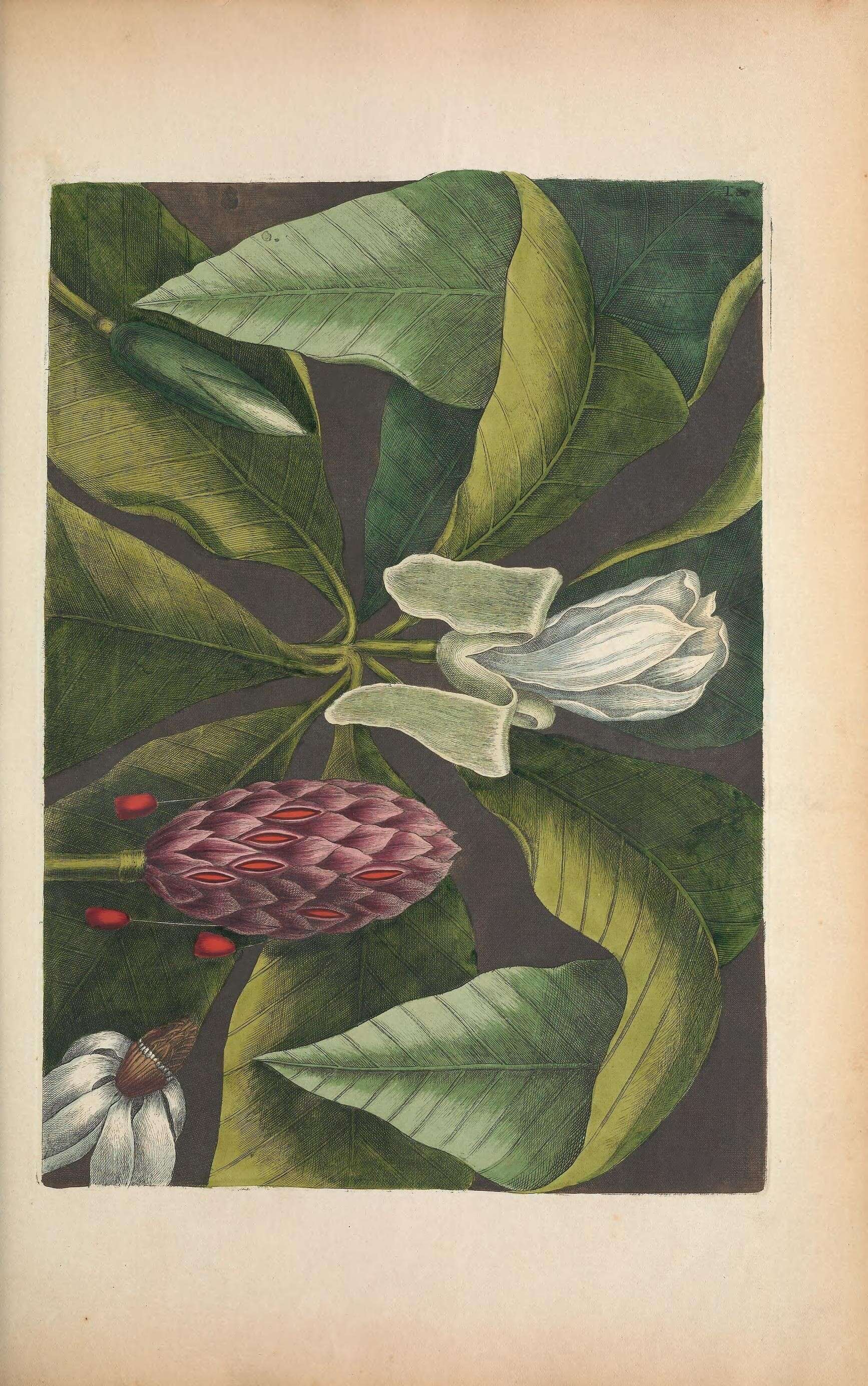 Imagem de Magnolia tripetala (L.) L.