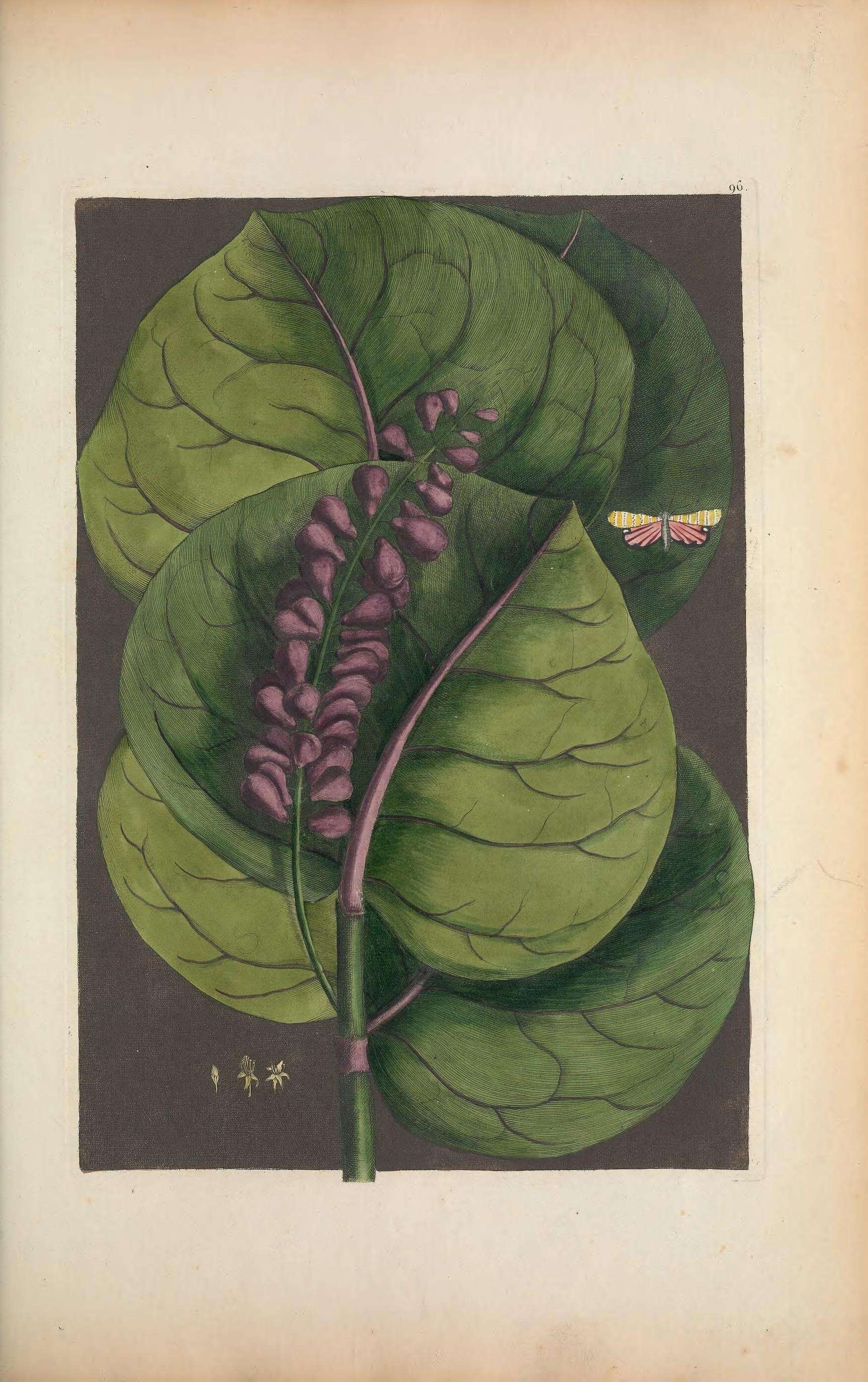 Image de Utetheisa bella Linnaeus 1758