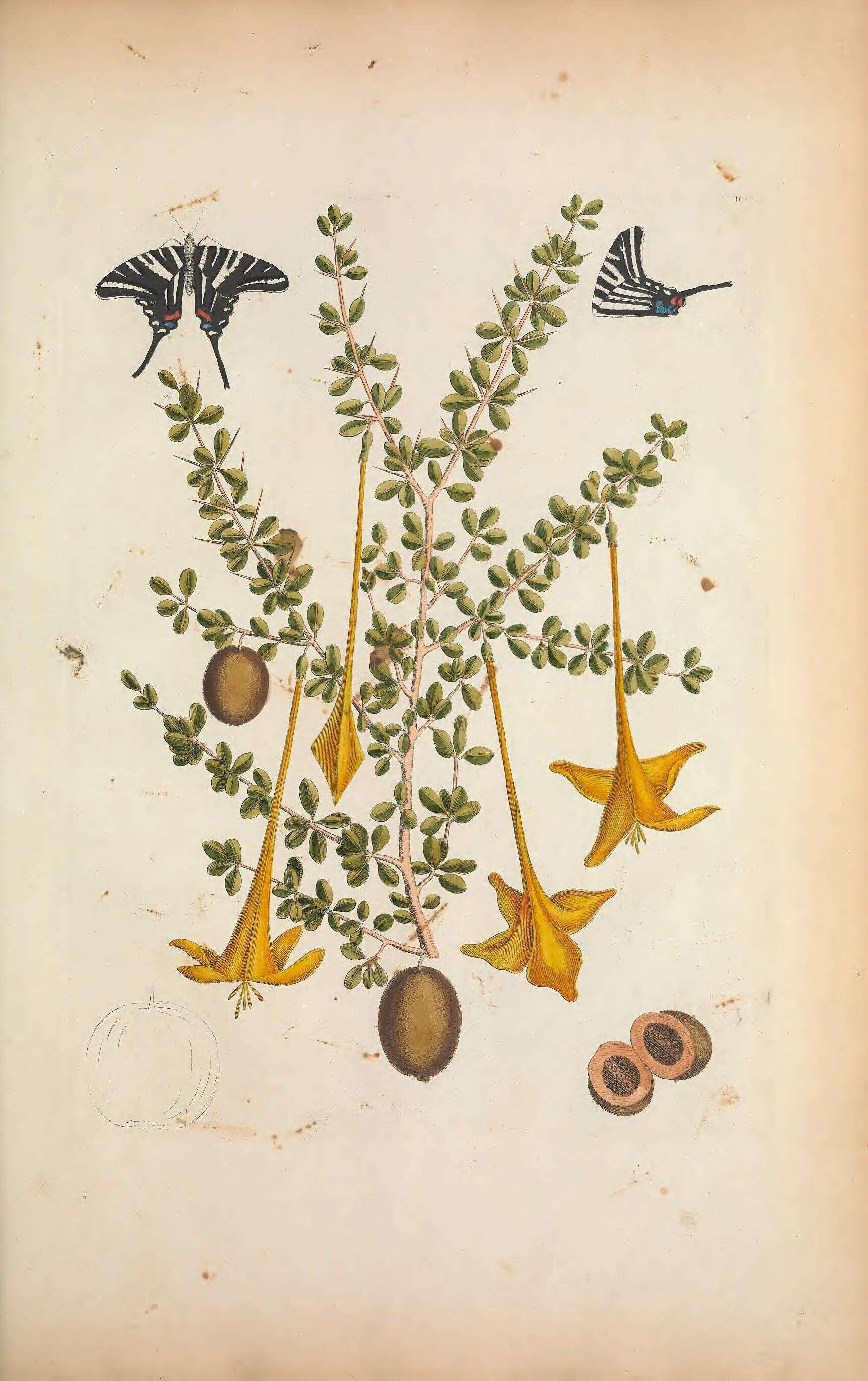 Sivun Protographium marcellus (Cramer (1777)) kuva