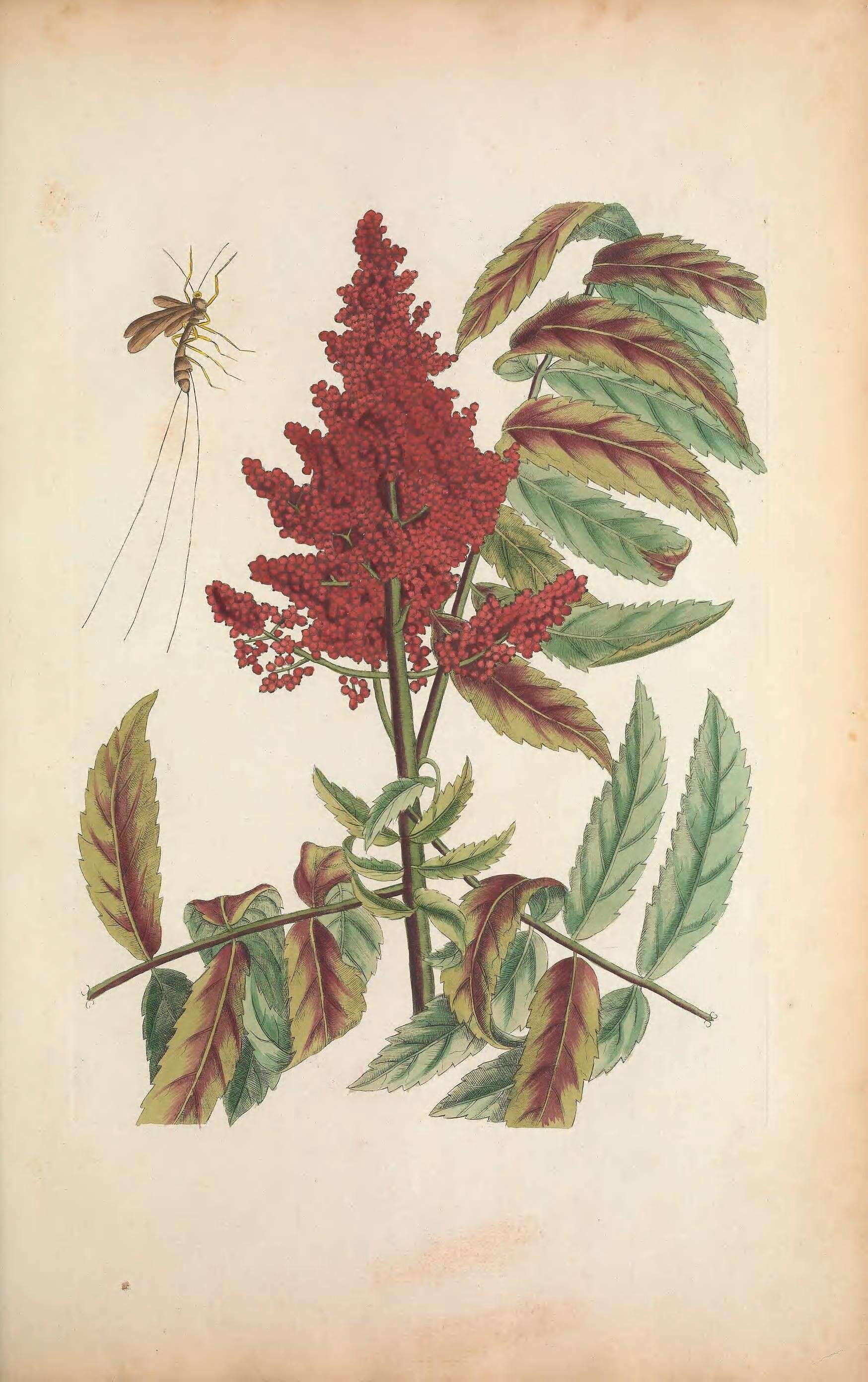 Image of Megarhyssa atrata (Fabricius 1781)