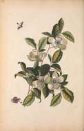 Image of Silky Camellia