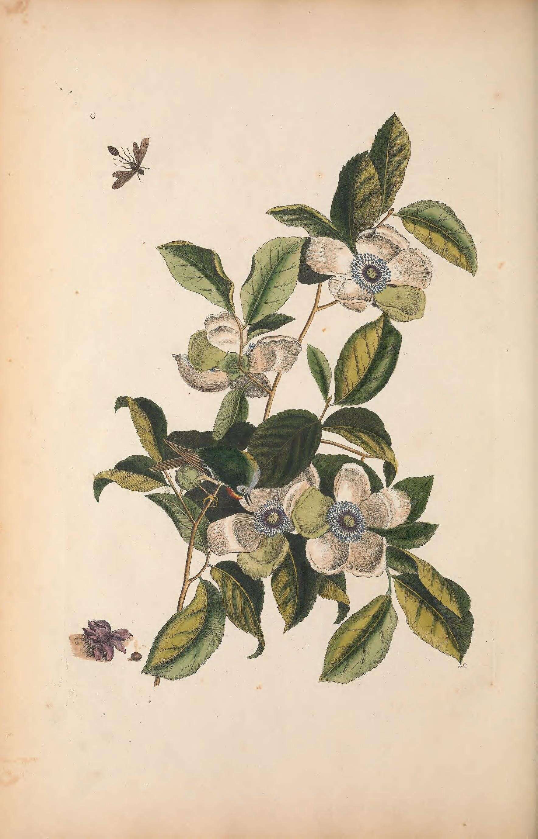 Image of Silky Camellia