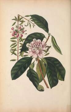 Image of sheep laurel