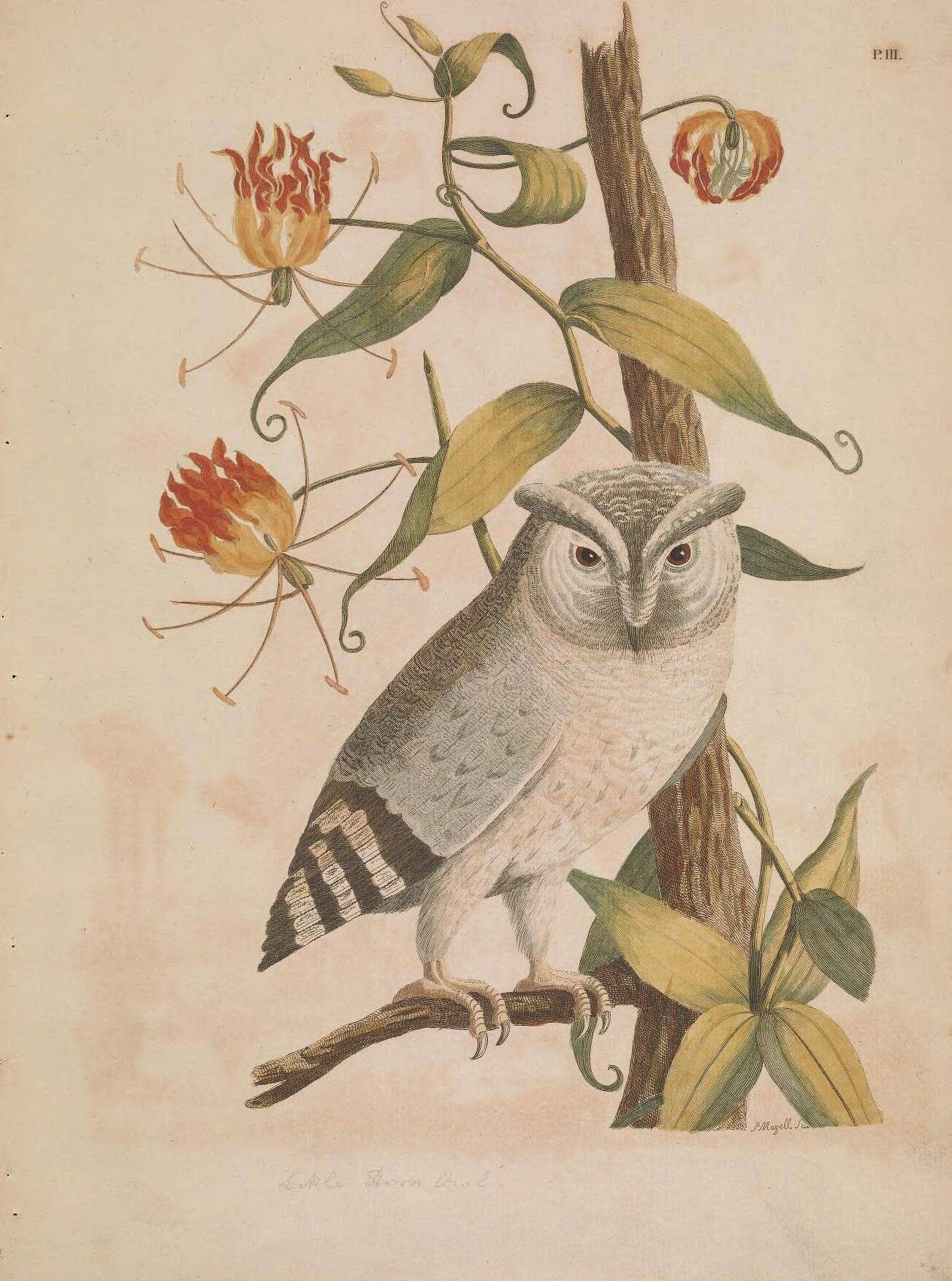 Image of Indian Scops Owl