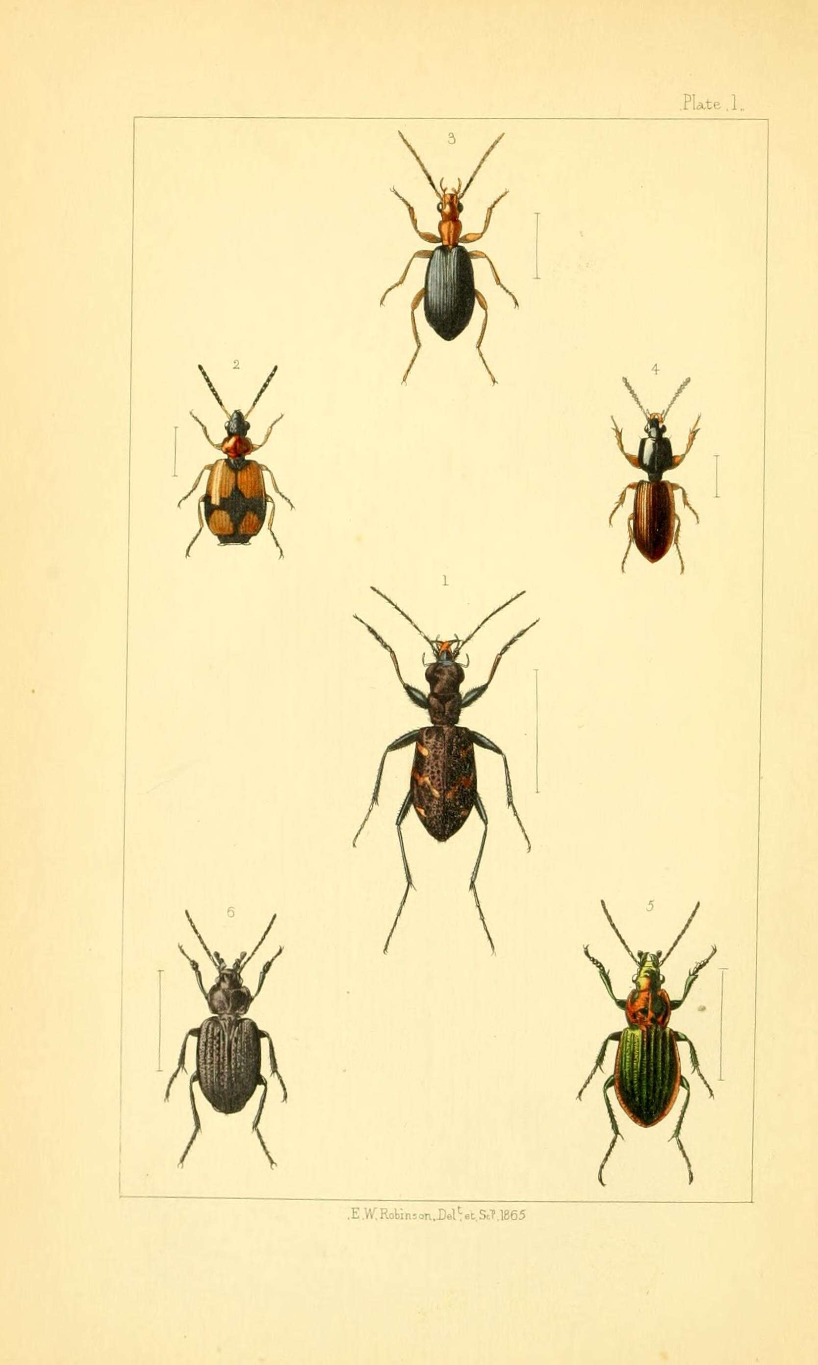 Image of Heath tiger beetle