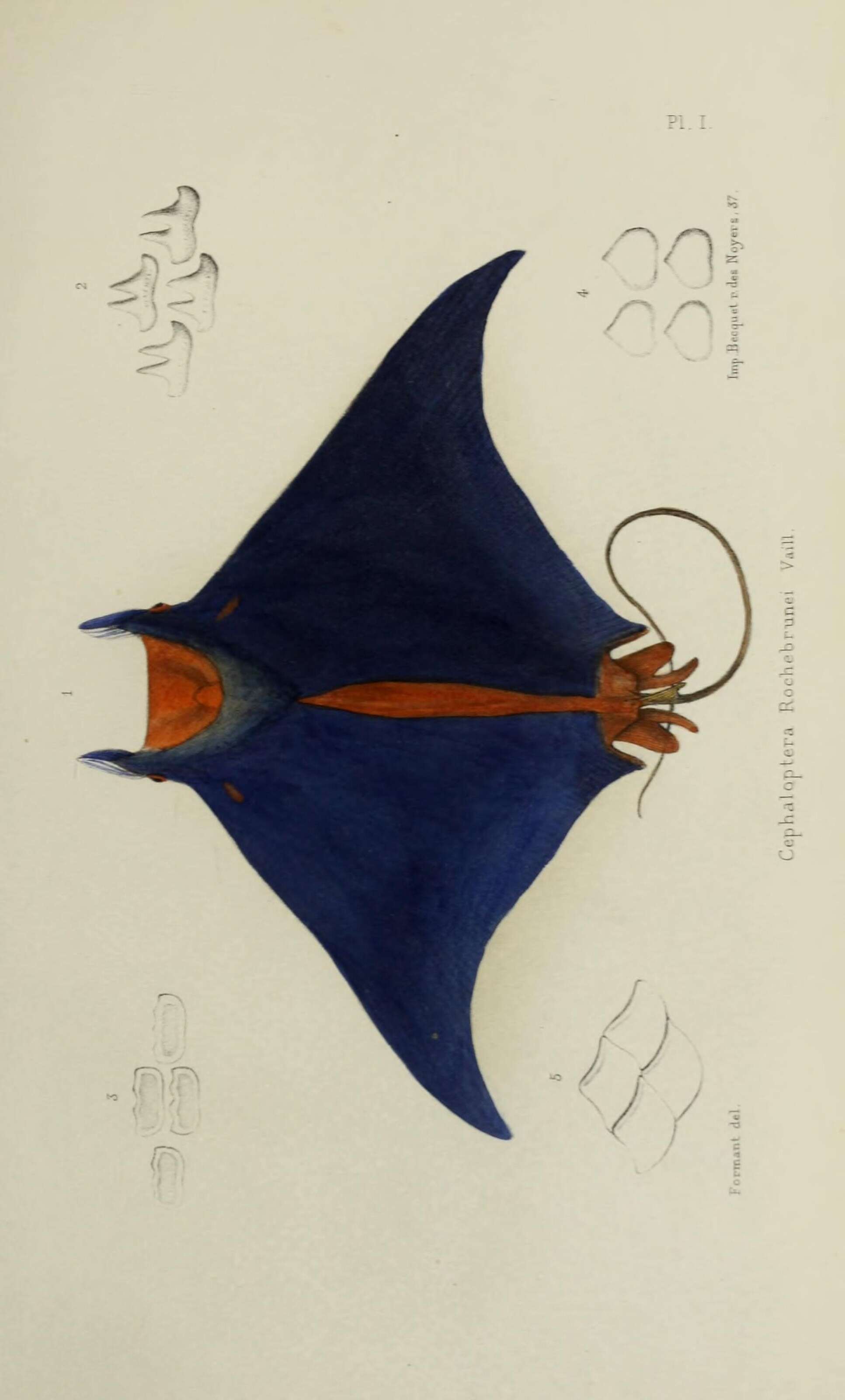 Image of Lesser Guinean devil ray