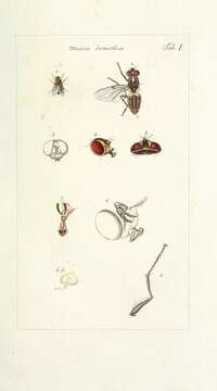Imagem de Musca domestica Linnaeus 1758