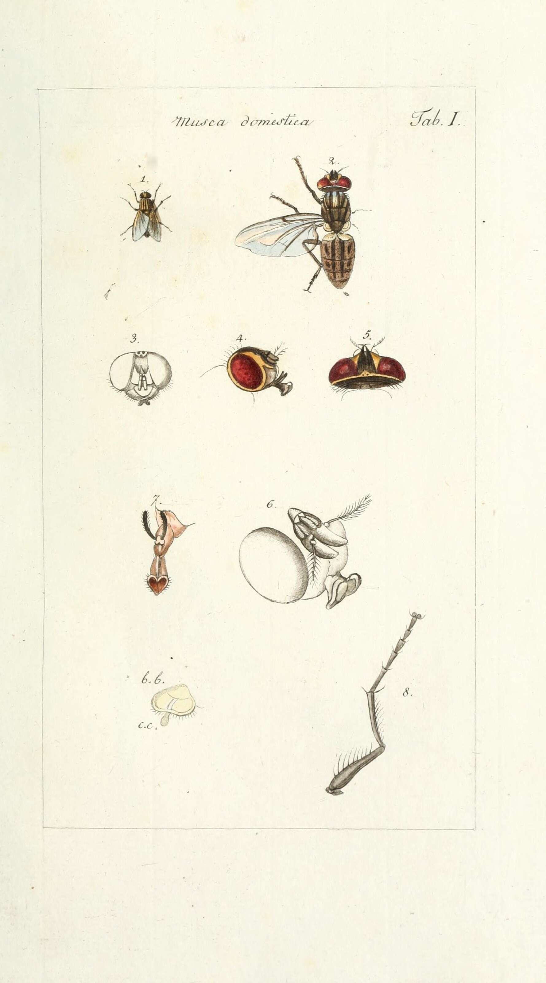 Imagem de Musca domestica Linnaeus 1758