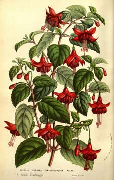 Image of hardy fuchsia