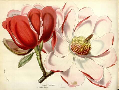 Image of Campbell's Magnolia