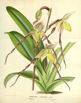 Image de Paphiopedilum philippinense (Rchb. fil.) Stein