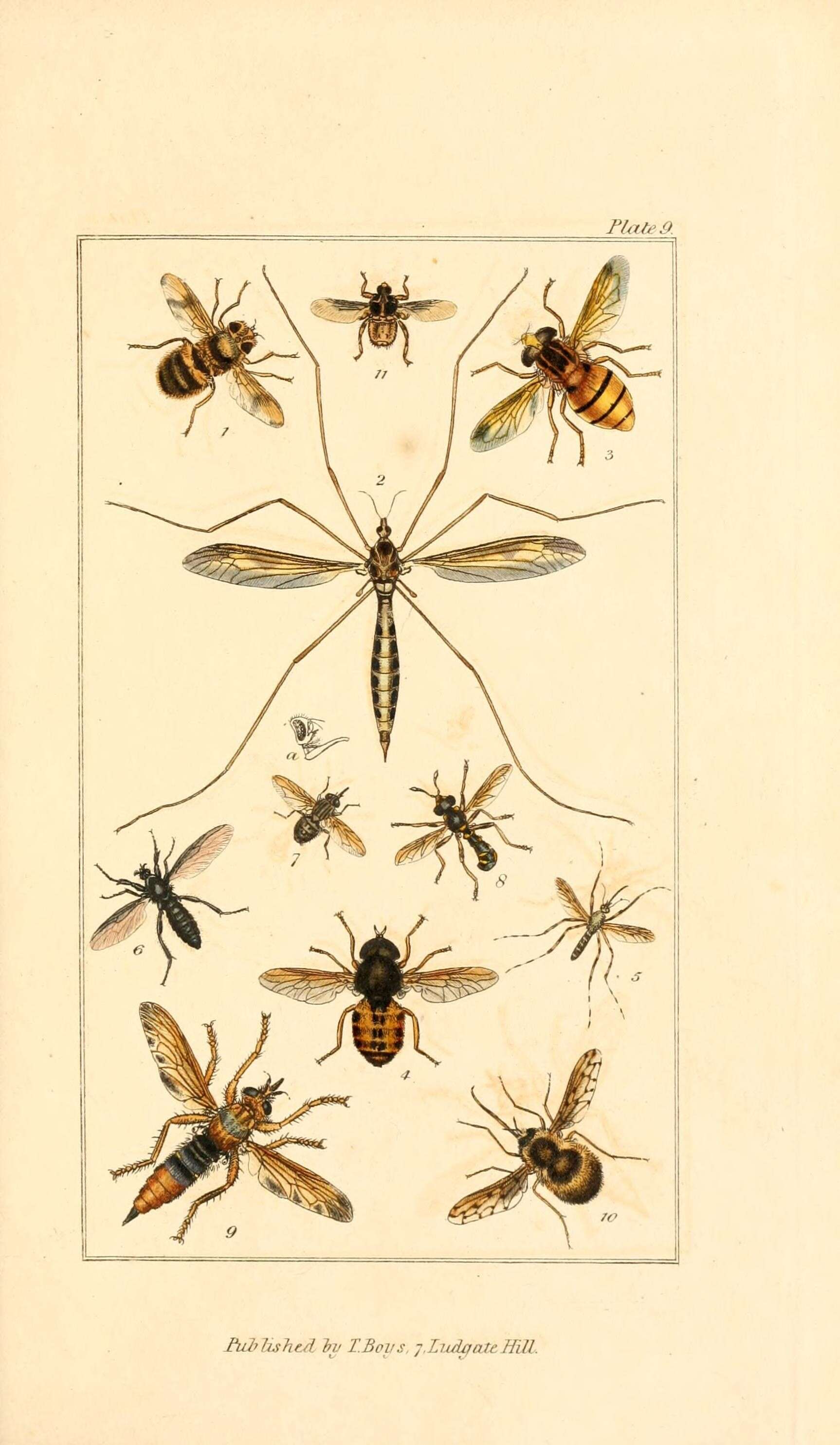 Imagem de Empis pennipes Linnaeus 1758