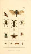 Image of Cercopis sanguinolenta (Scopoli 1763)