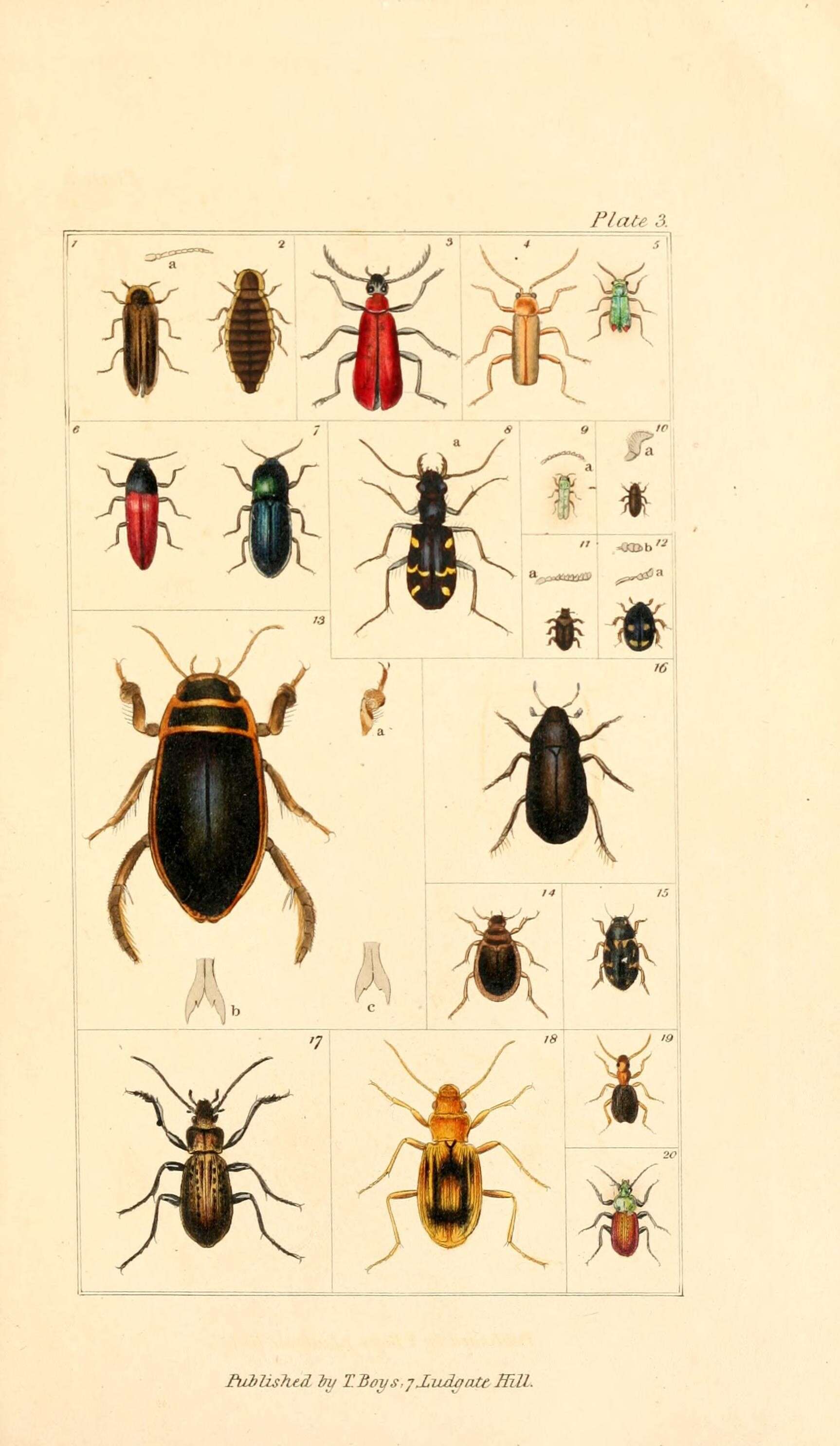 Imagem de Lampyris noctiluca (Linnaeus 1758)