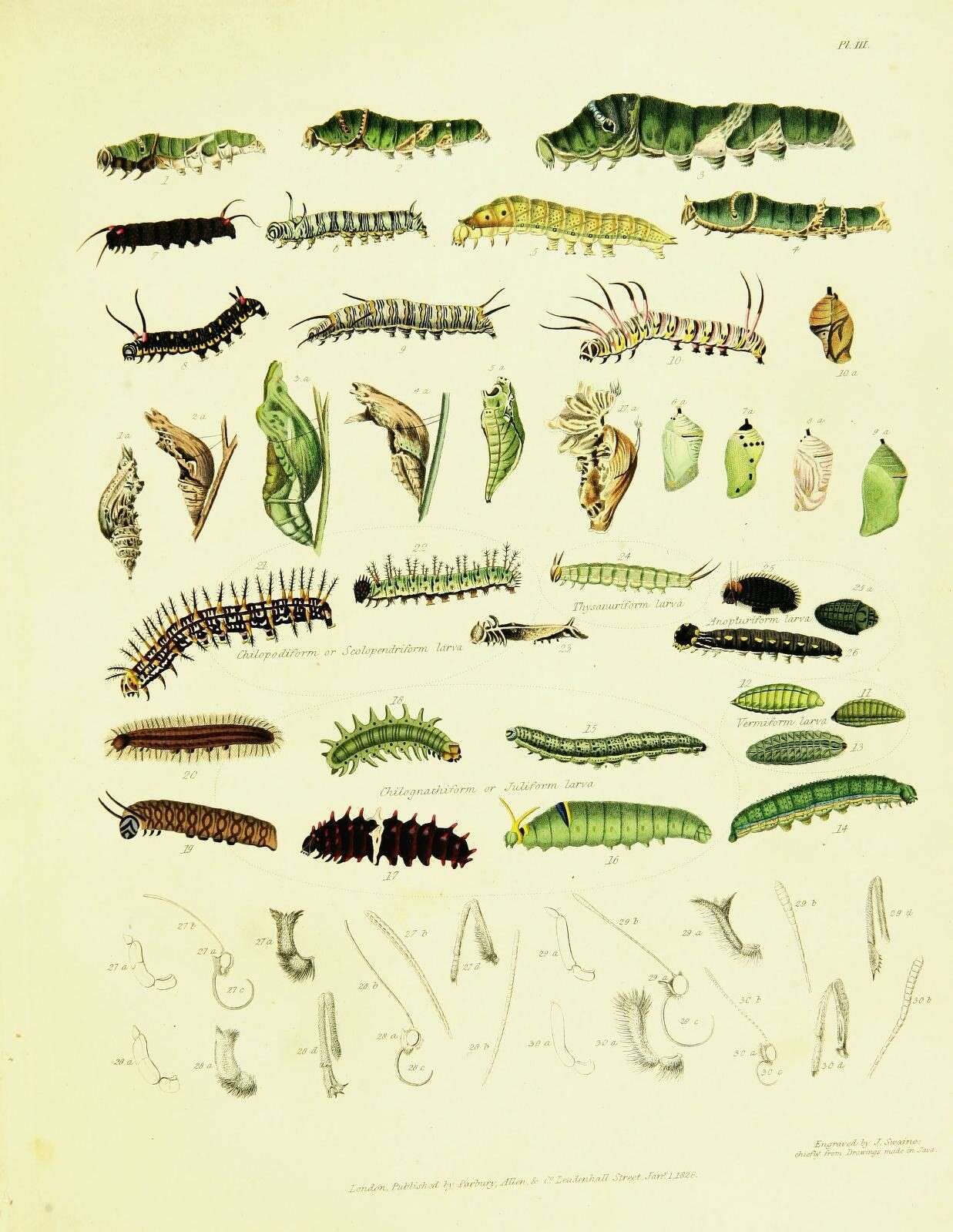 Sivun Papilio cresphontes Cramer (1777) kuva