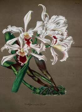 Plancia ëd Cattleya crispa Lindl.