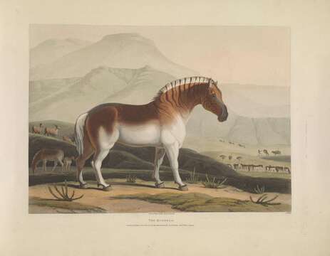 Слика од Equus quagga quagga Boddaert 1785