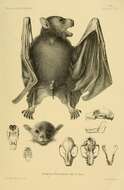 Image of Old World fruit bats