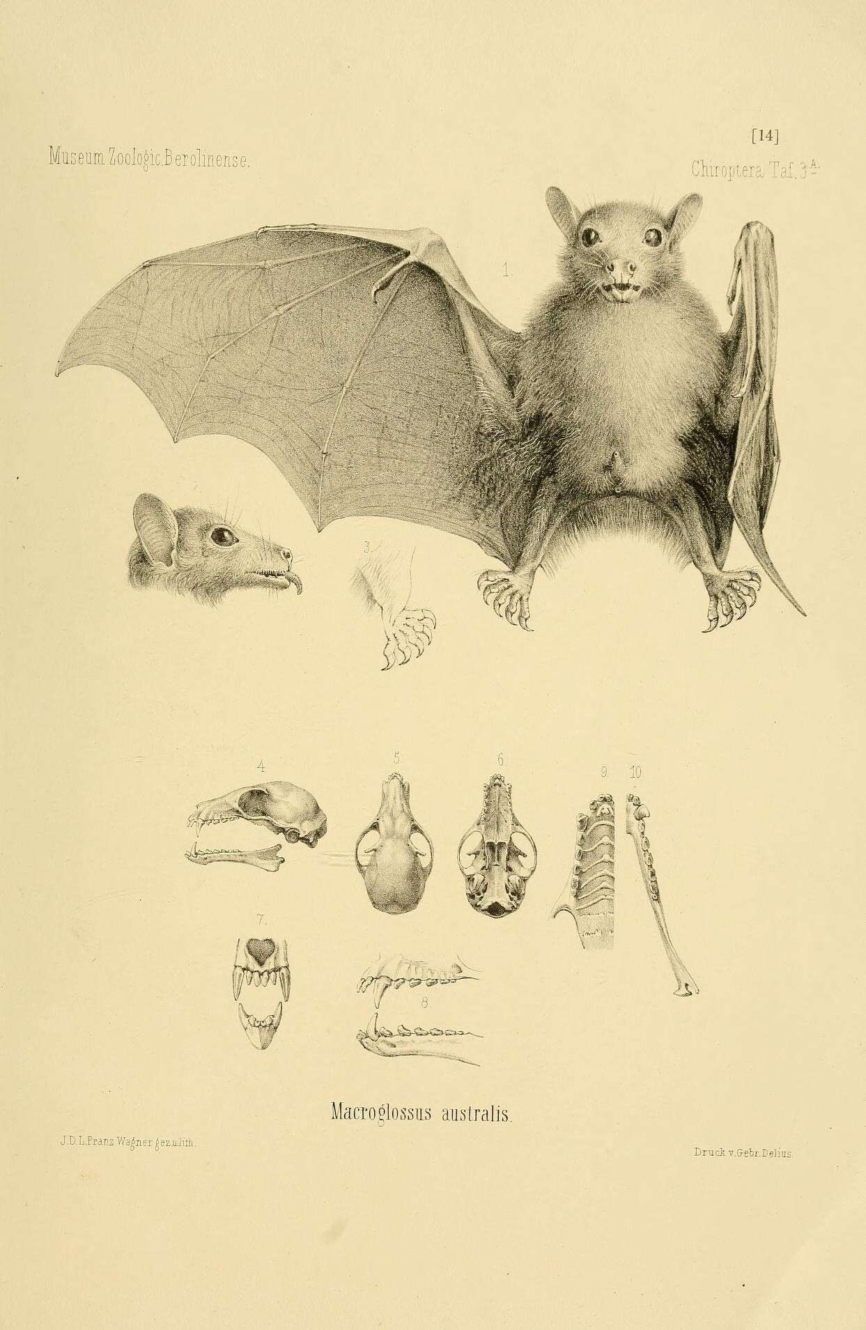 Image of Old World fruit bats