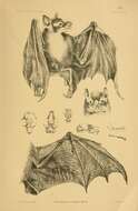 Image of Old World fruit bats