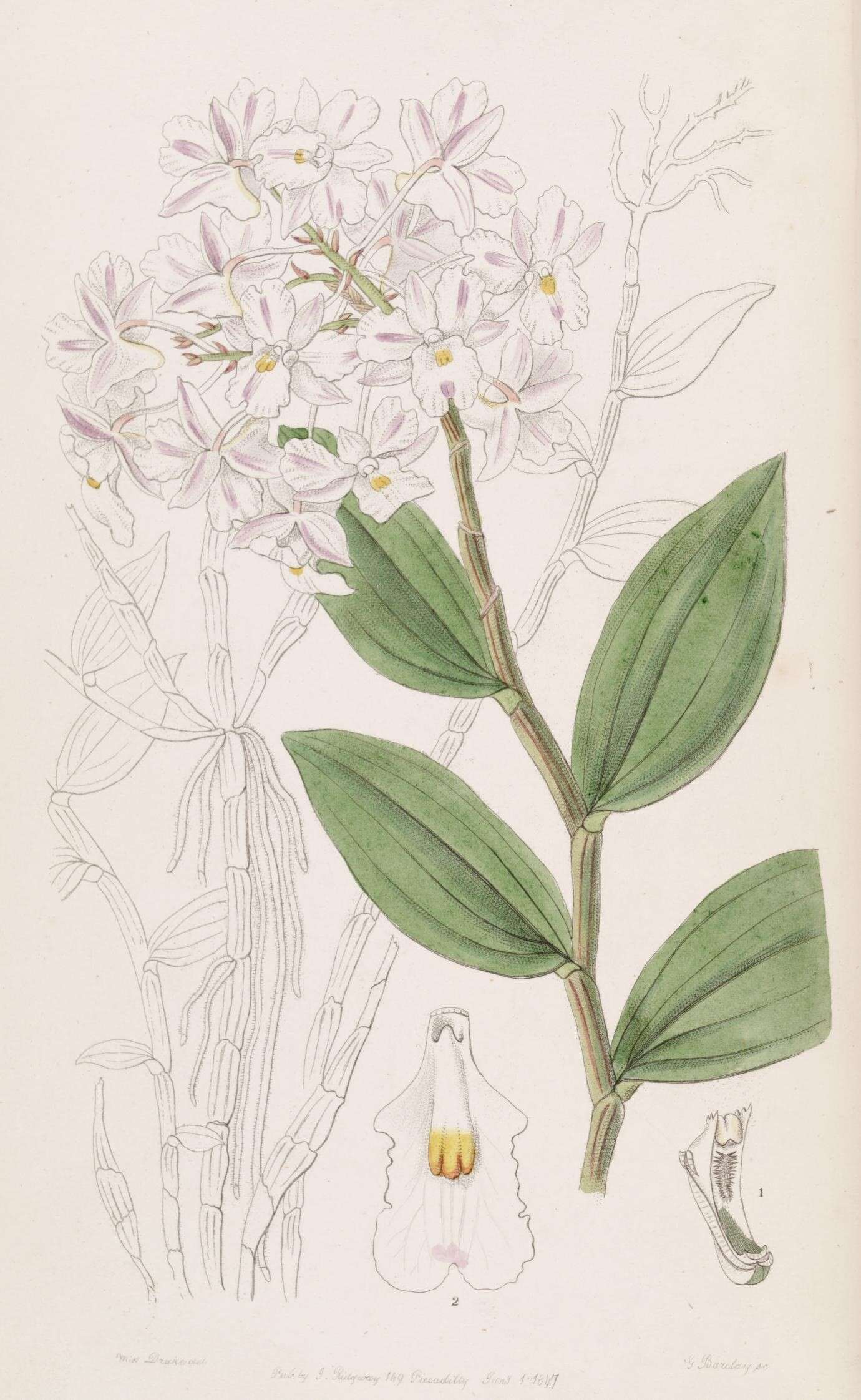 Слика од Dendrobium mutabile (Blume) Lindl.