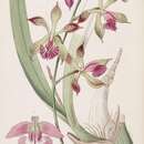 Image de Encyclia plicata (Lindl.) Schltr.