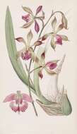 Plancia ëd Encyclia plicata (Lindl.) Schltr.