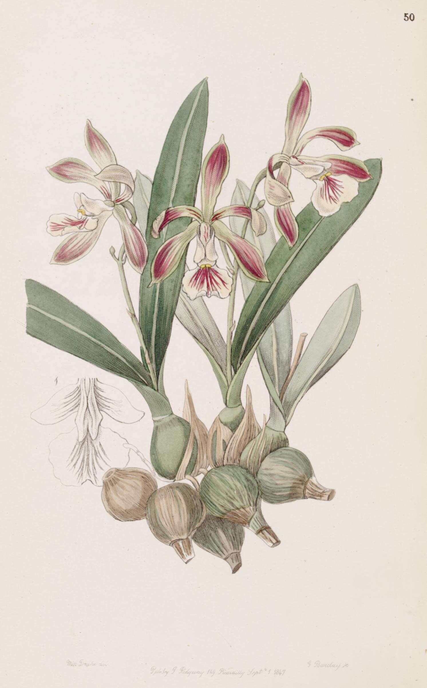 Image de Encyclia pyriformis (Lindl.) Schltr.