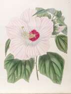 Image of crimsoneyed rosemallow