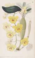 صورة Dendrobium chrysotoxum Lindl.